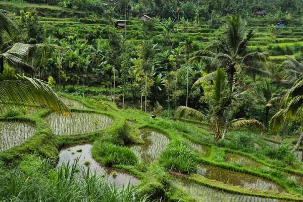 rice fields tour tetebatu (4)